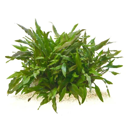 Cryptocoryne undulata "Green" | Gewellter Wasserkelch - in vitro XL - Ø 8,5cm