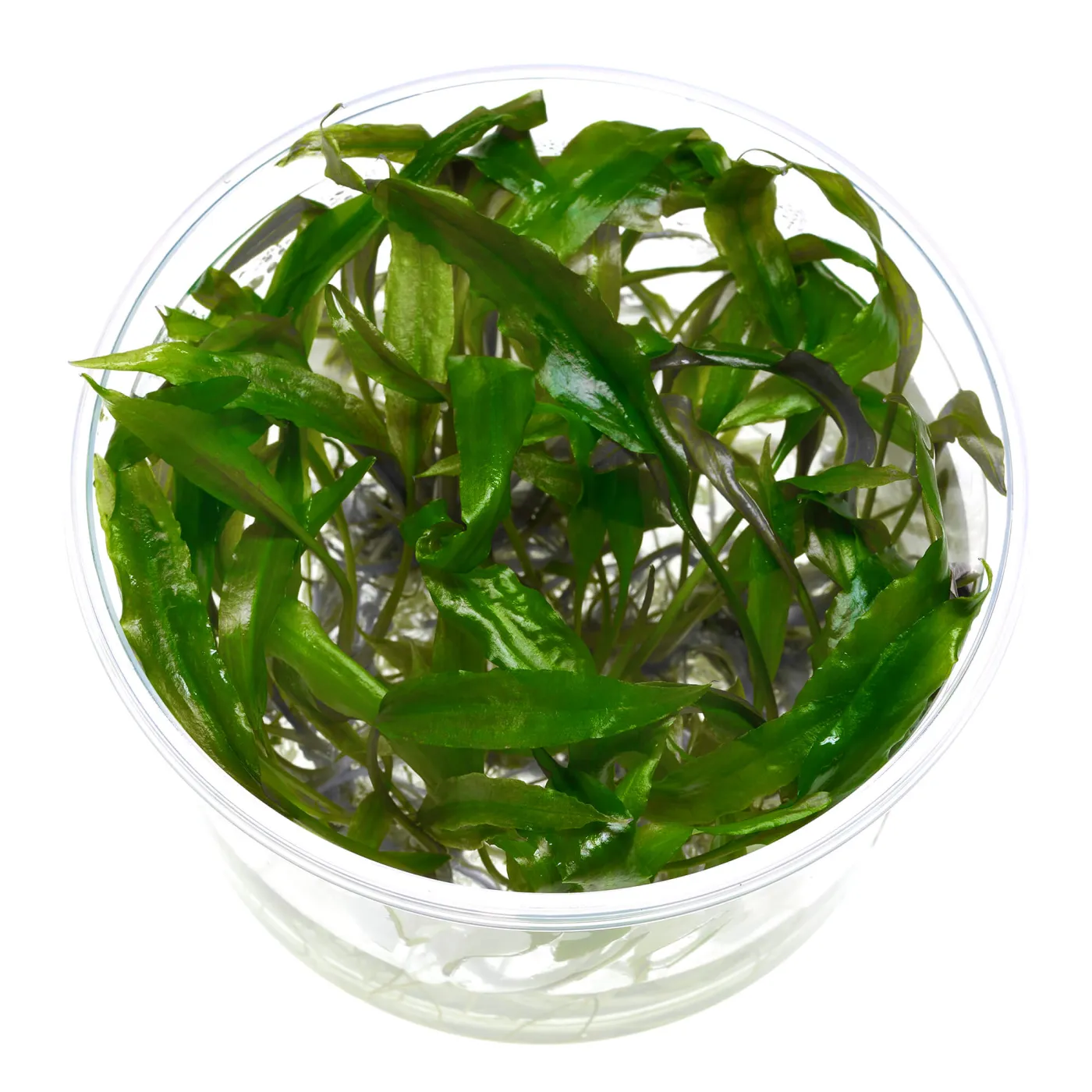 Cryptocoryne usteriana | Riesen-Wasserkelch - in vitro