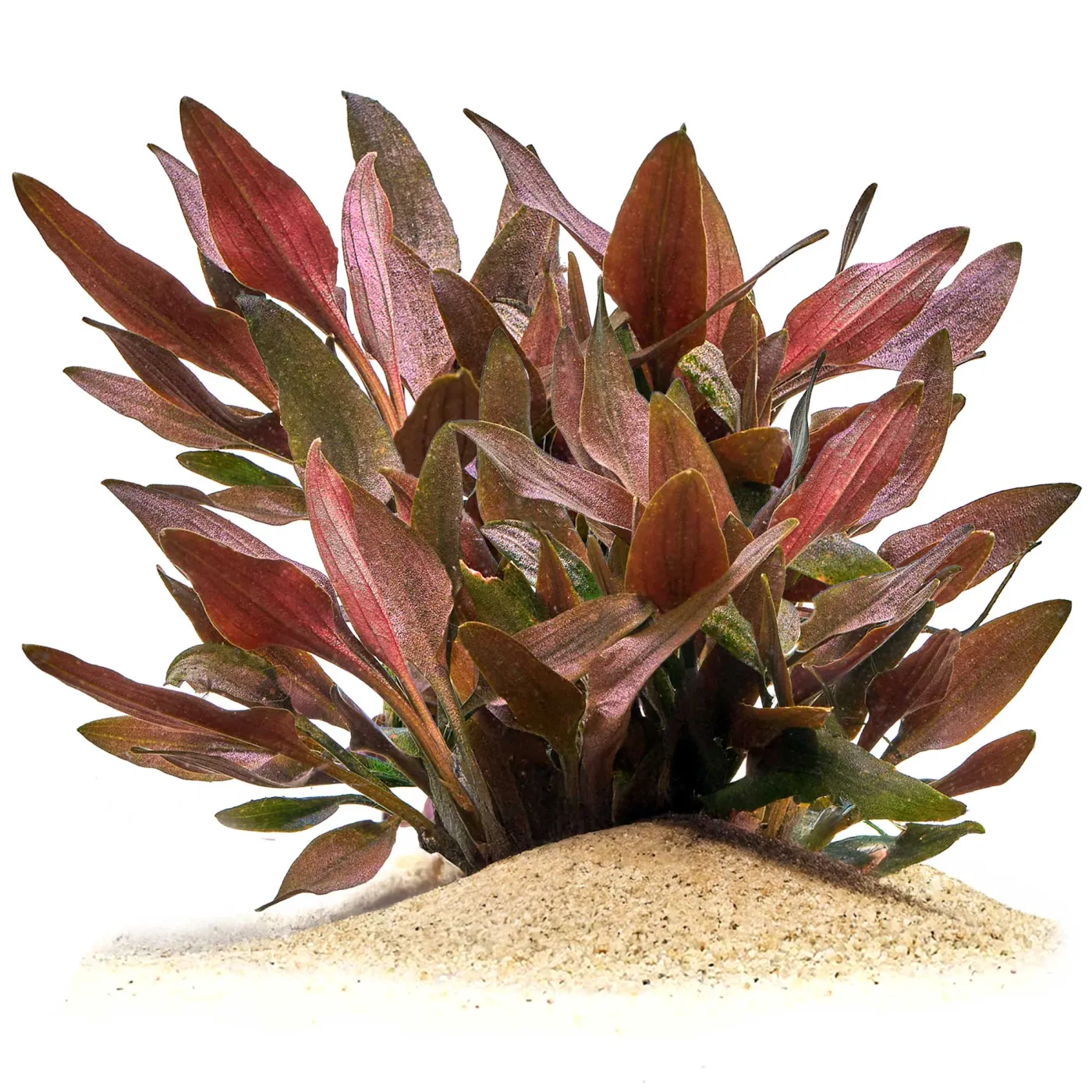 Cryptocoryne walkeri "Hobbit" | Hobbit-Wasserkelch - in vitro