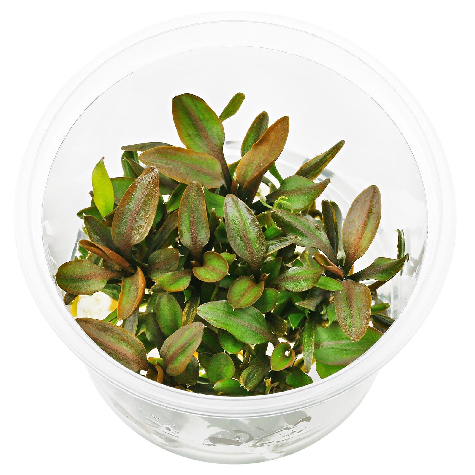 Cryptocoryne walkeri 'Hobbit' - in Vitro