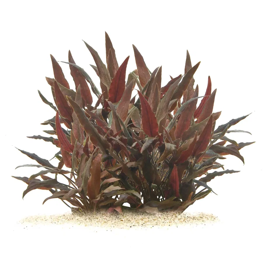 Cryptocoryne walkeri | Walkers Wasserkelch - in vitro XL - Ø 8,5cm