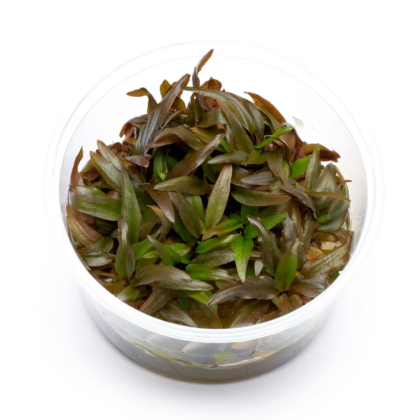 Cryptocoryne wendtii "braun" | Wendts Wasserkelch - in vitro