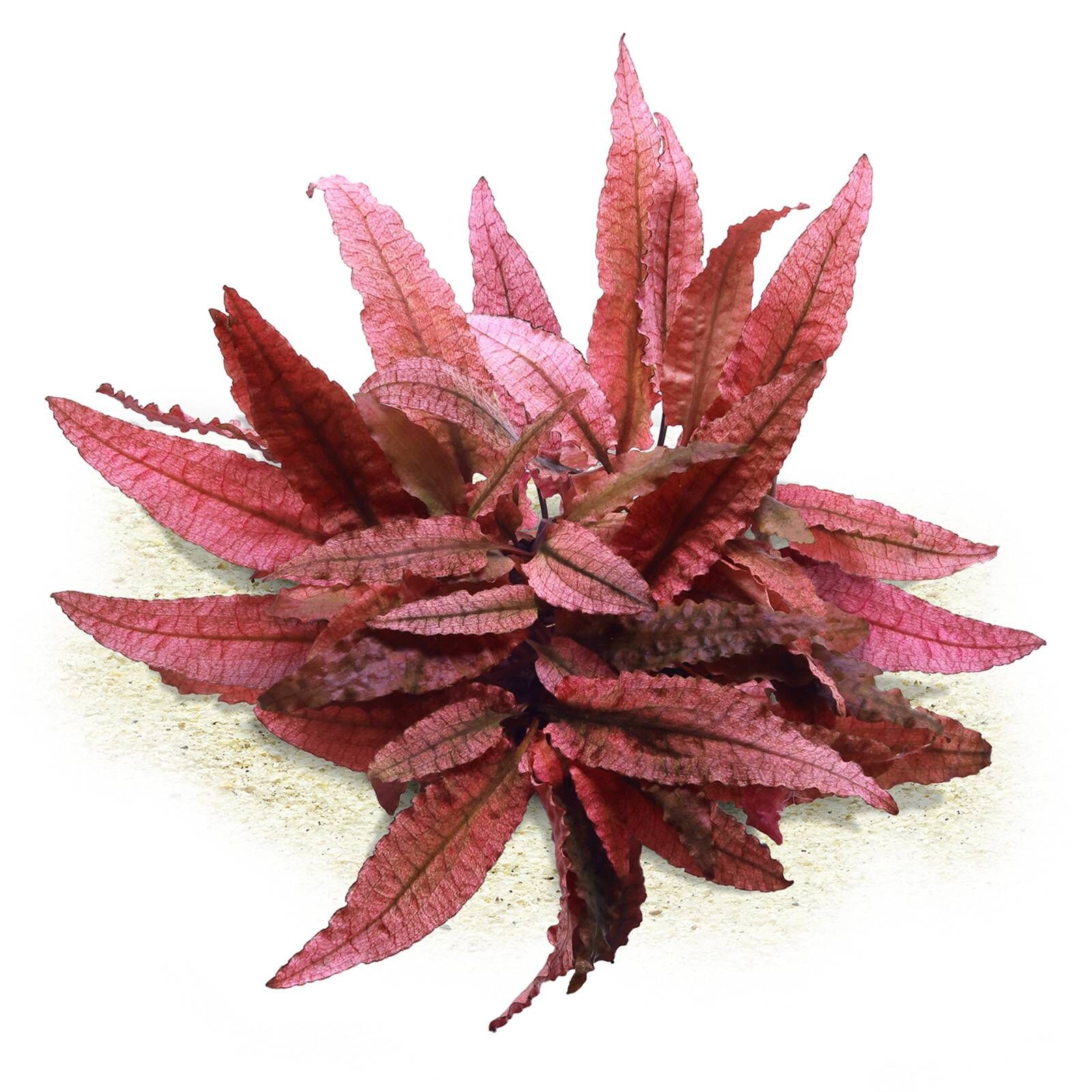 Cryptocoryne wendtii 'Flamingo' ('Pink Panther')