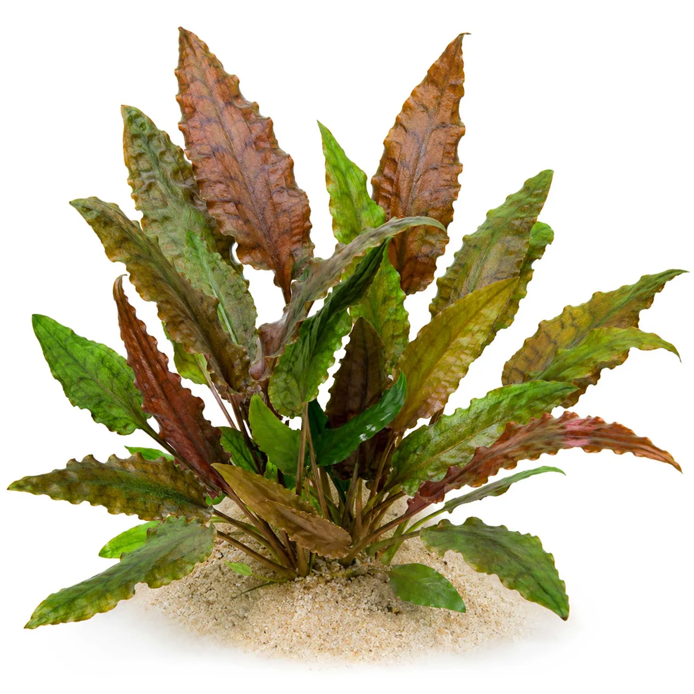 Cryptocoryne wendtii 'Mi Oya' | Mi Oya-Wasserkelch - in vitro