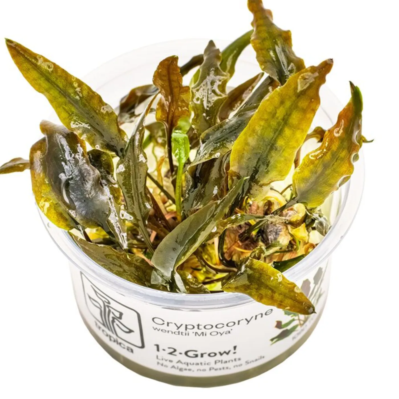 Cryptocoryne wendtii 'Mi Oya' - Topf