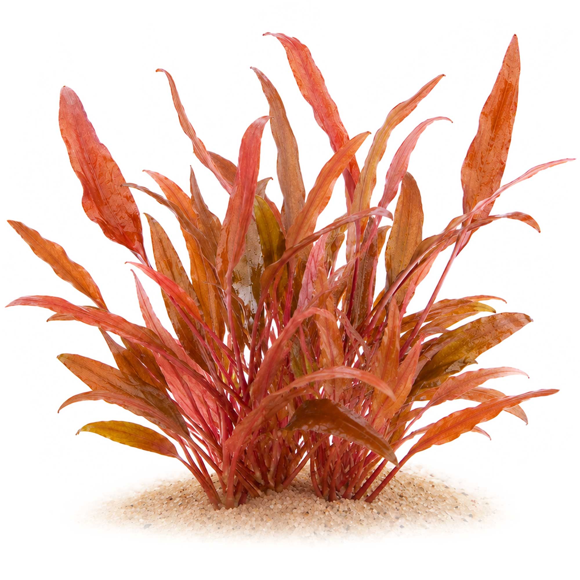 Cryptocoryne Wendtii "Sindoor" | Sindur Wasserkelch - in vitro