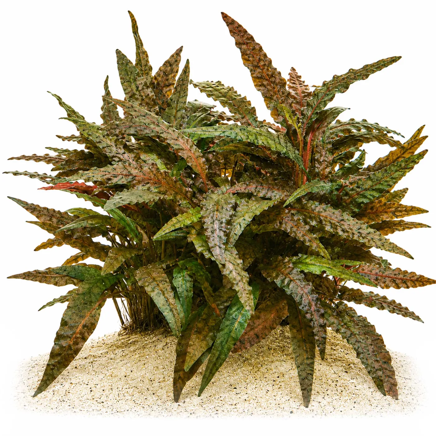 Cryptocoryne wendtii 'Tropica' | Tropica Wasserkelch - in vitro XL - Ø 8,5cm