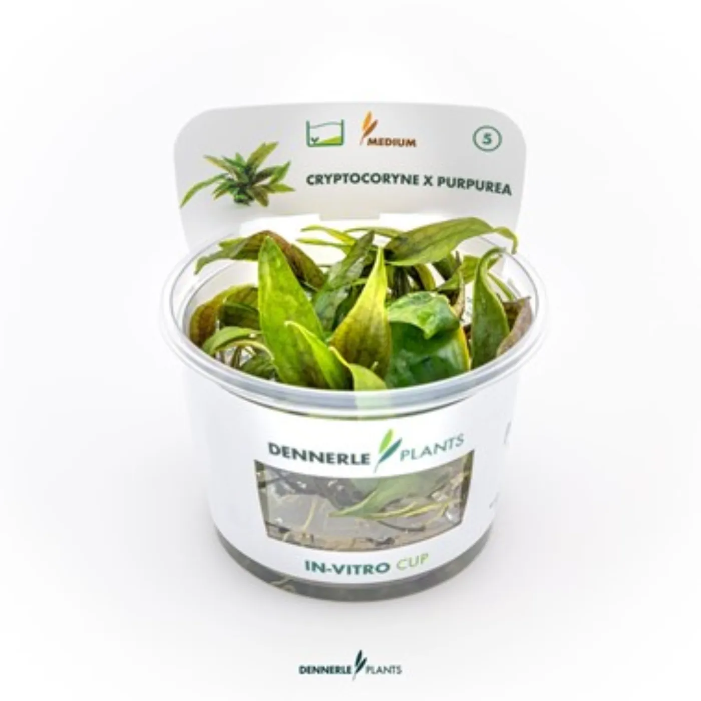 Cryptocoryne 'Purpurea'
