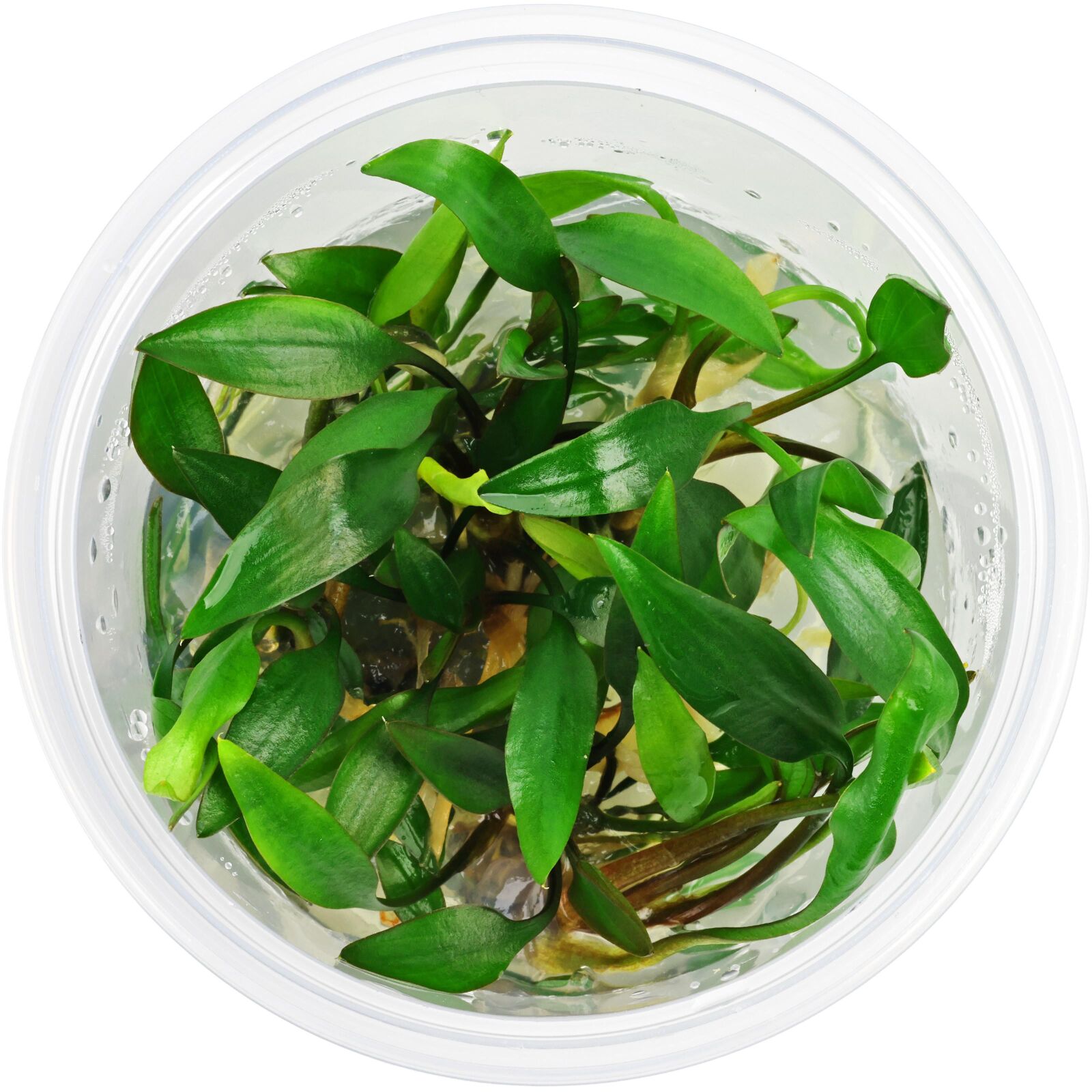 Cryptocoryne x willisii 'Pygmi'