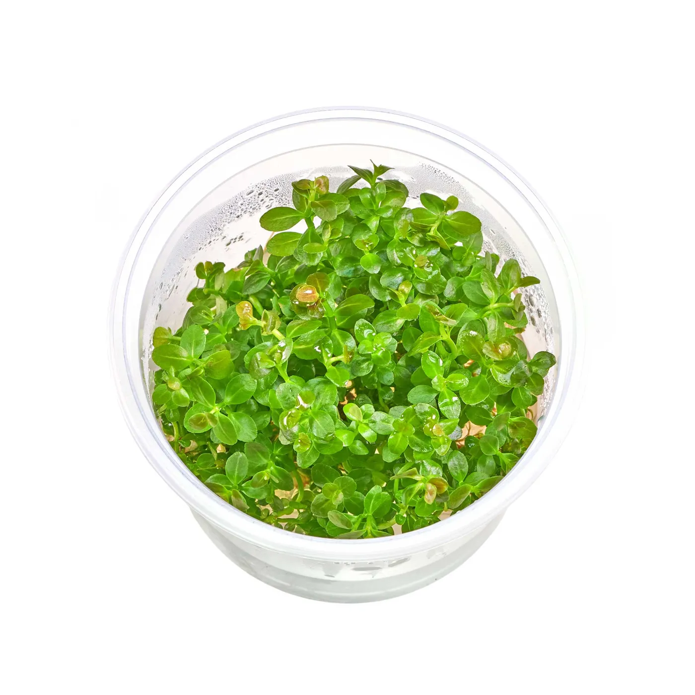 Cuphea anagalloidea | Köcherblümchen - in vitro