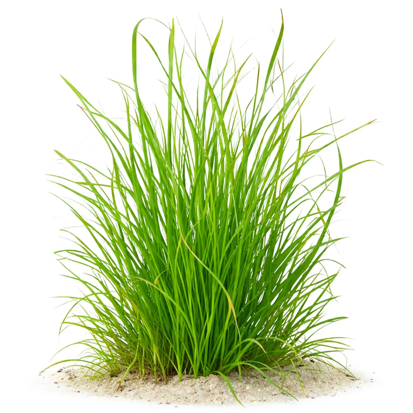 Cyperus helferi | Helfers Zypergras - in vitro
