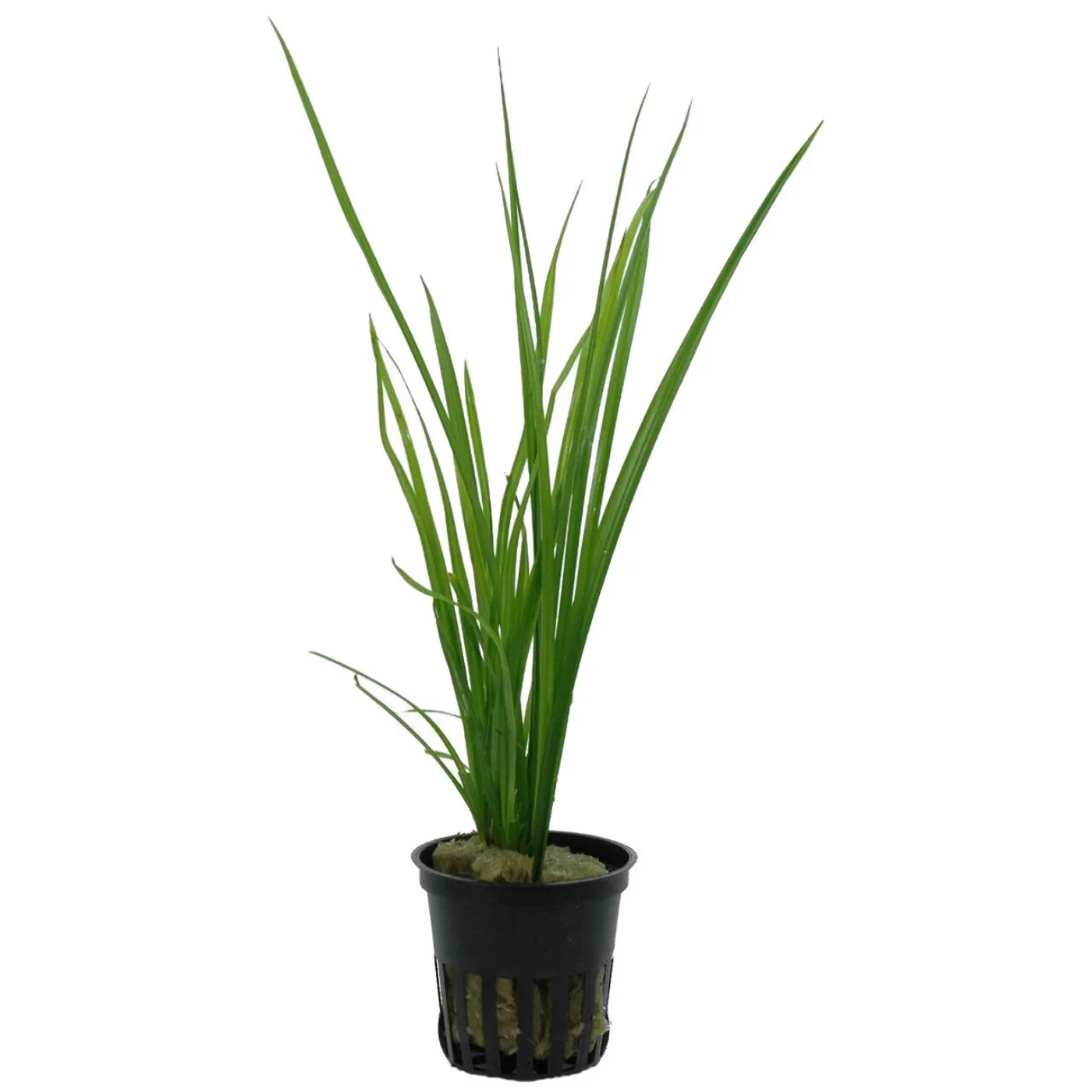 Cyperus helferi - Tropica 133A - Topf