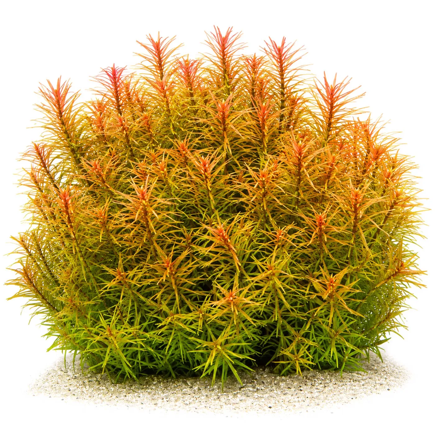 Didiplis diandra | Amerikanische Wasserhecke - in vitro XL - Ø 8,5cm