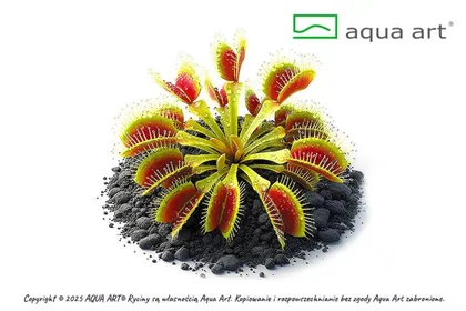 Dionaea muscipula 'Rot Grün'