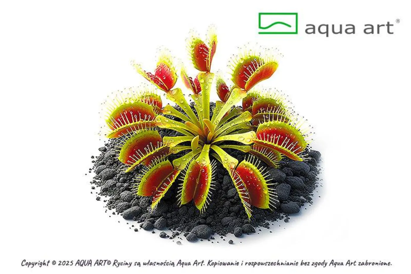 Dionaea muscipula 'Rot Grün'
