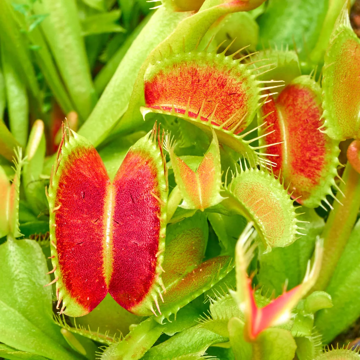 Dionaea muscipula | Venusfliegenfalle (Fleischfressende Pflanze) - in vitro - Ø 5,5cm