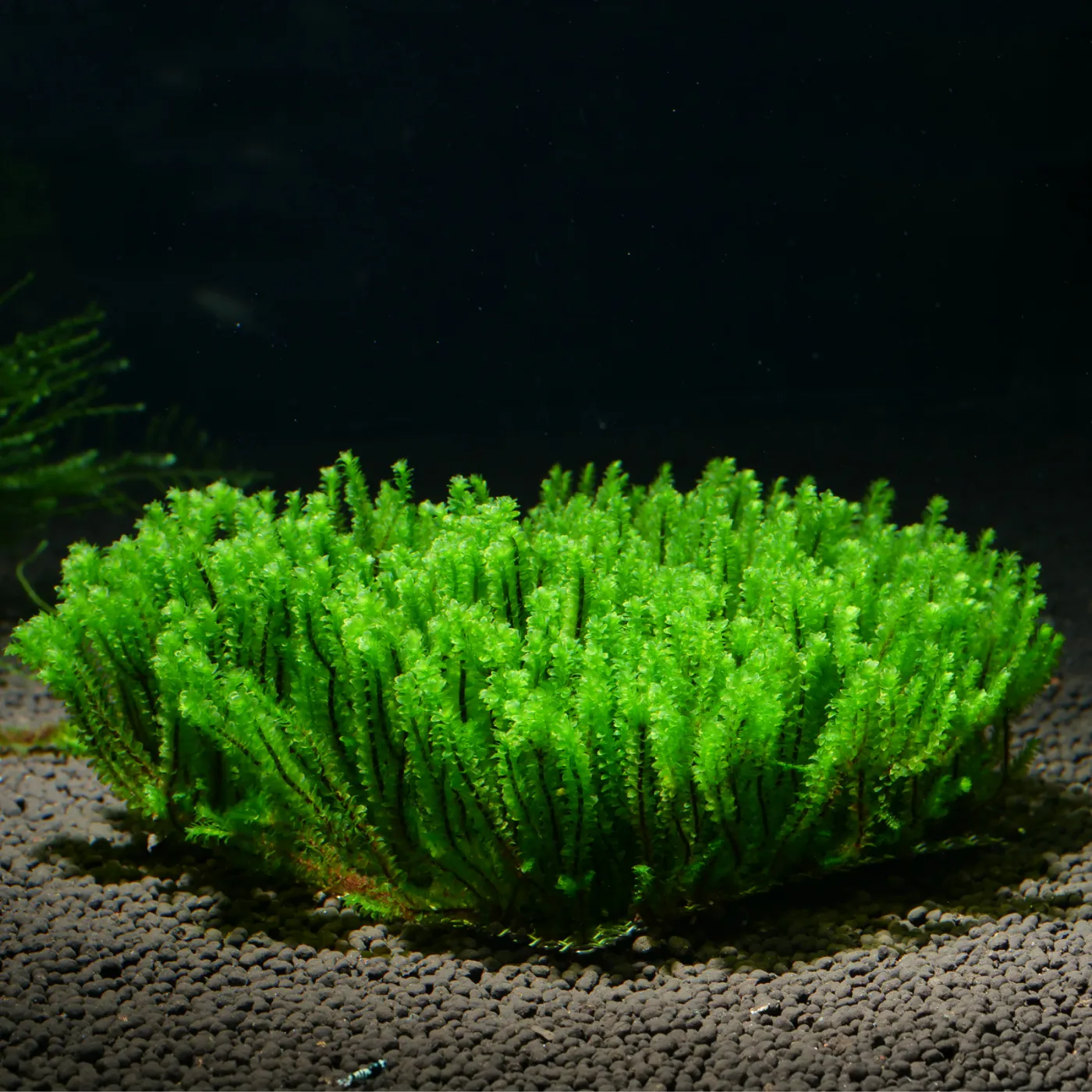 Distichophyllum sp. | Rare-Moos - auf Gitter