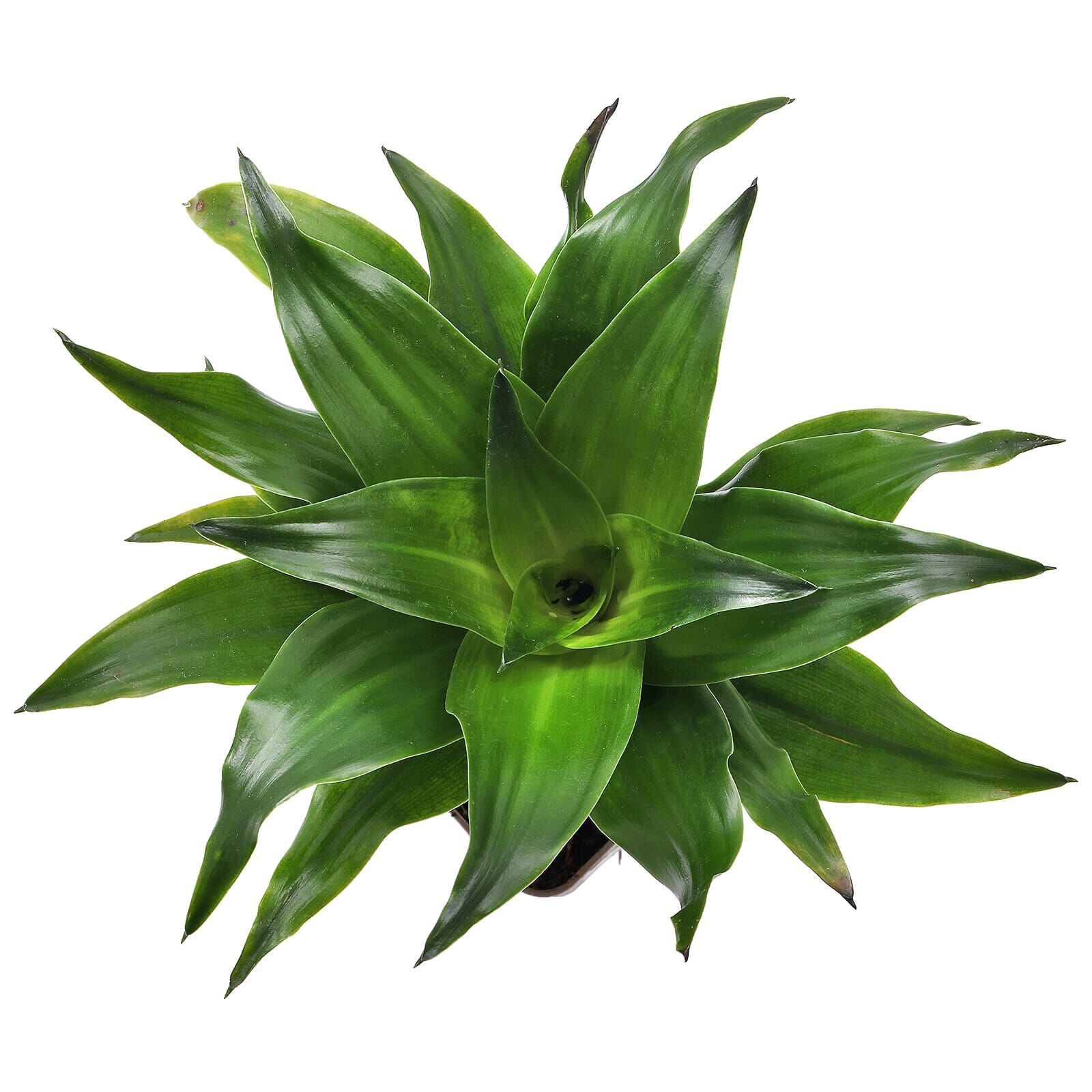 Dracaena fragrans 'Compacta'