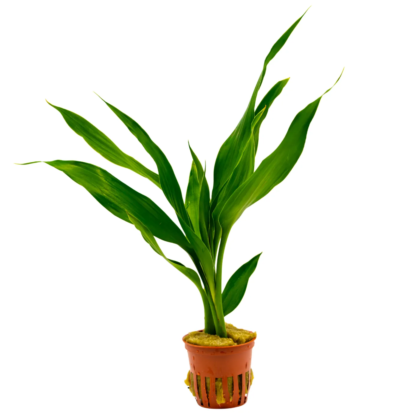 Dracaena sanderiana