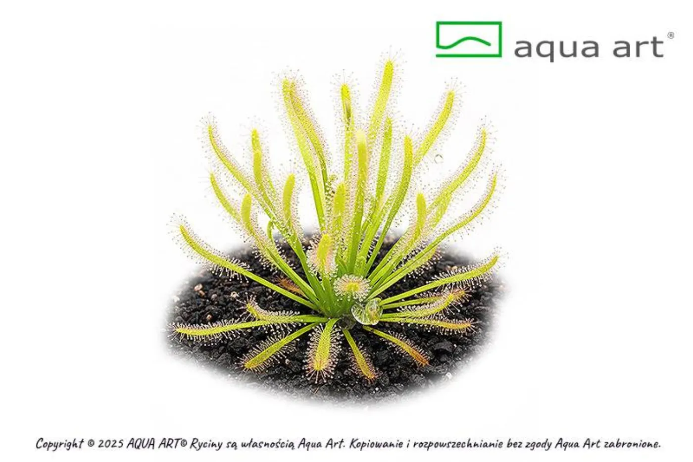 Drosera capensis 'albino'