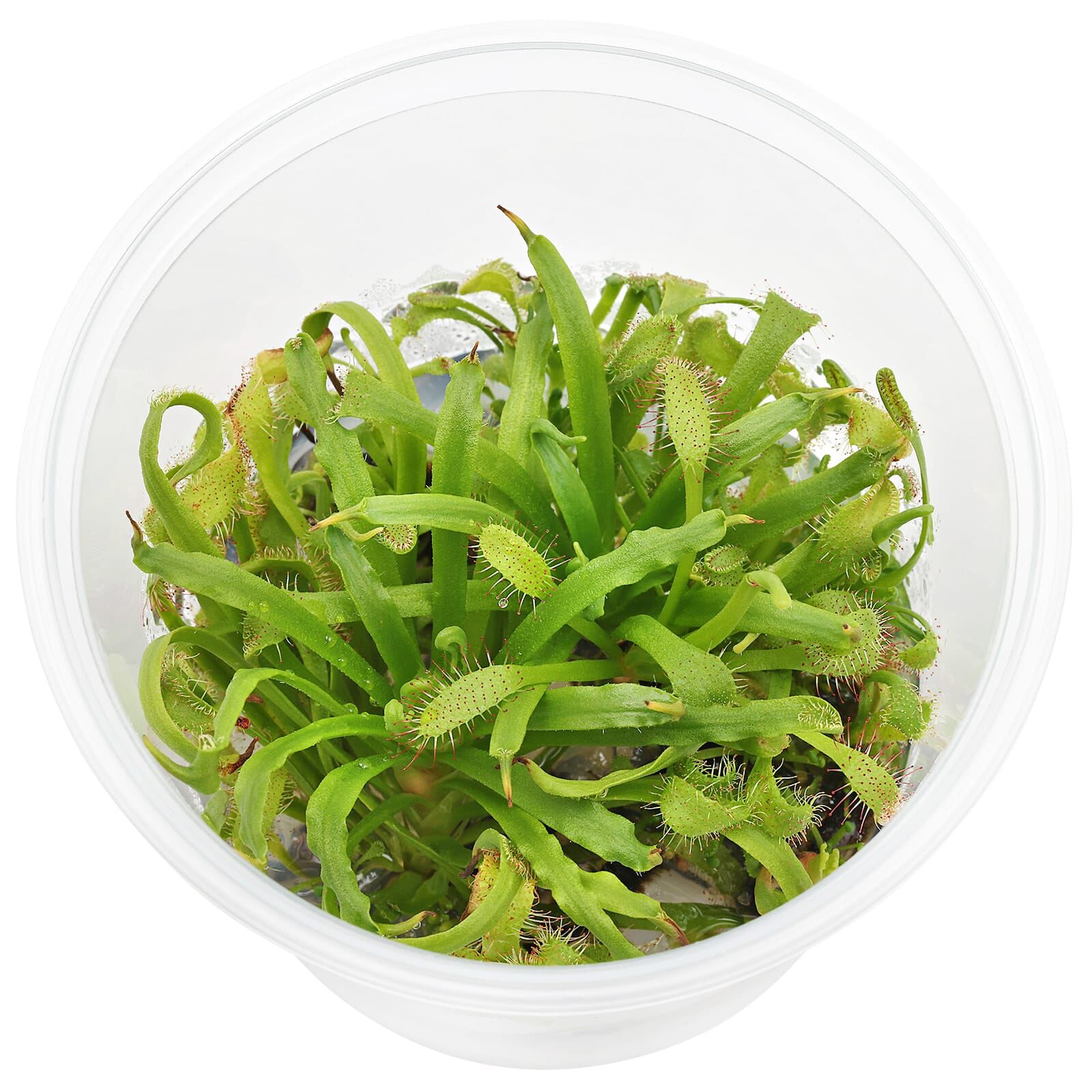 Drosera capensis - in Vitro