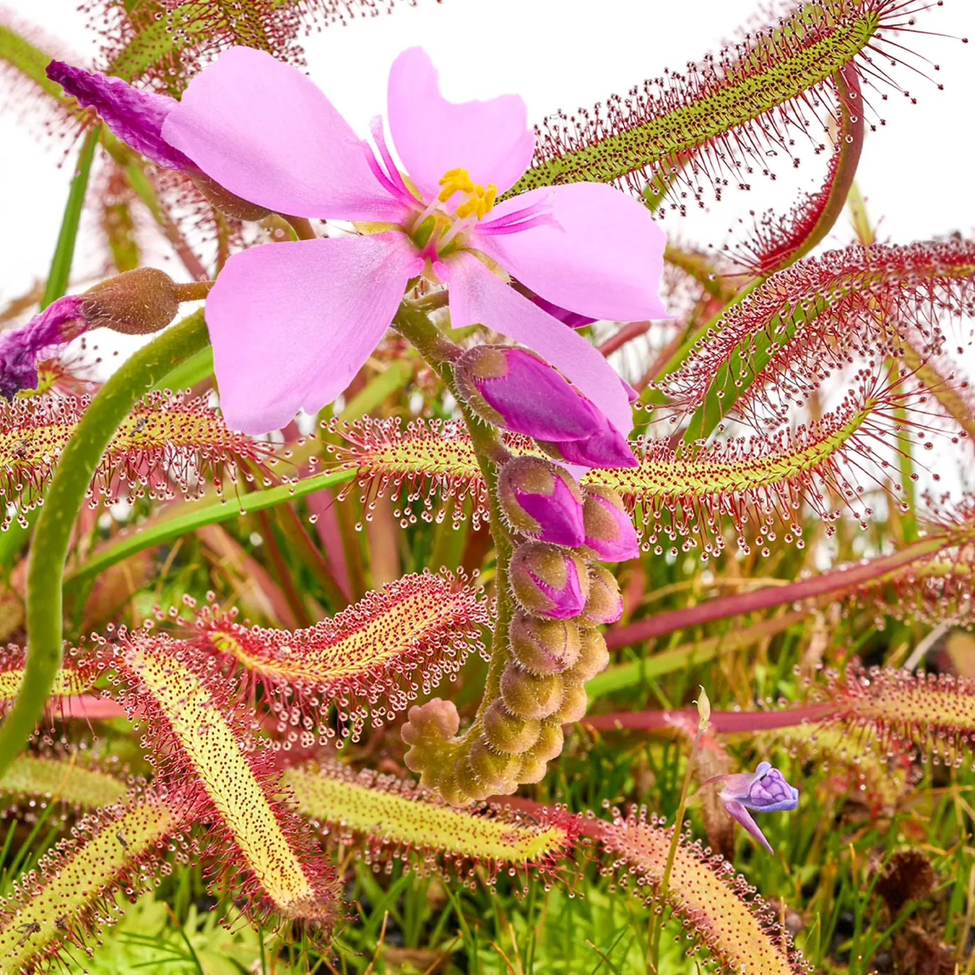 Drosera capensis | Kap Sonnentau (Fleischfressende Pflanze) - in vitro - Ø 5,5cm