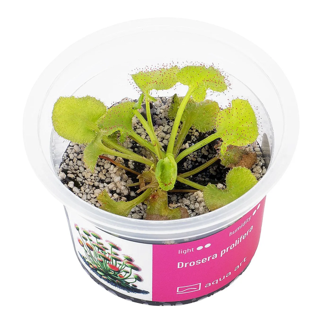 Drosera prolifera / Rundblättriger Queensland Sonnentau