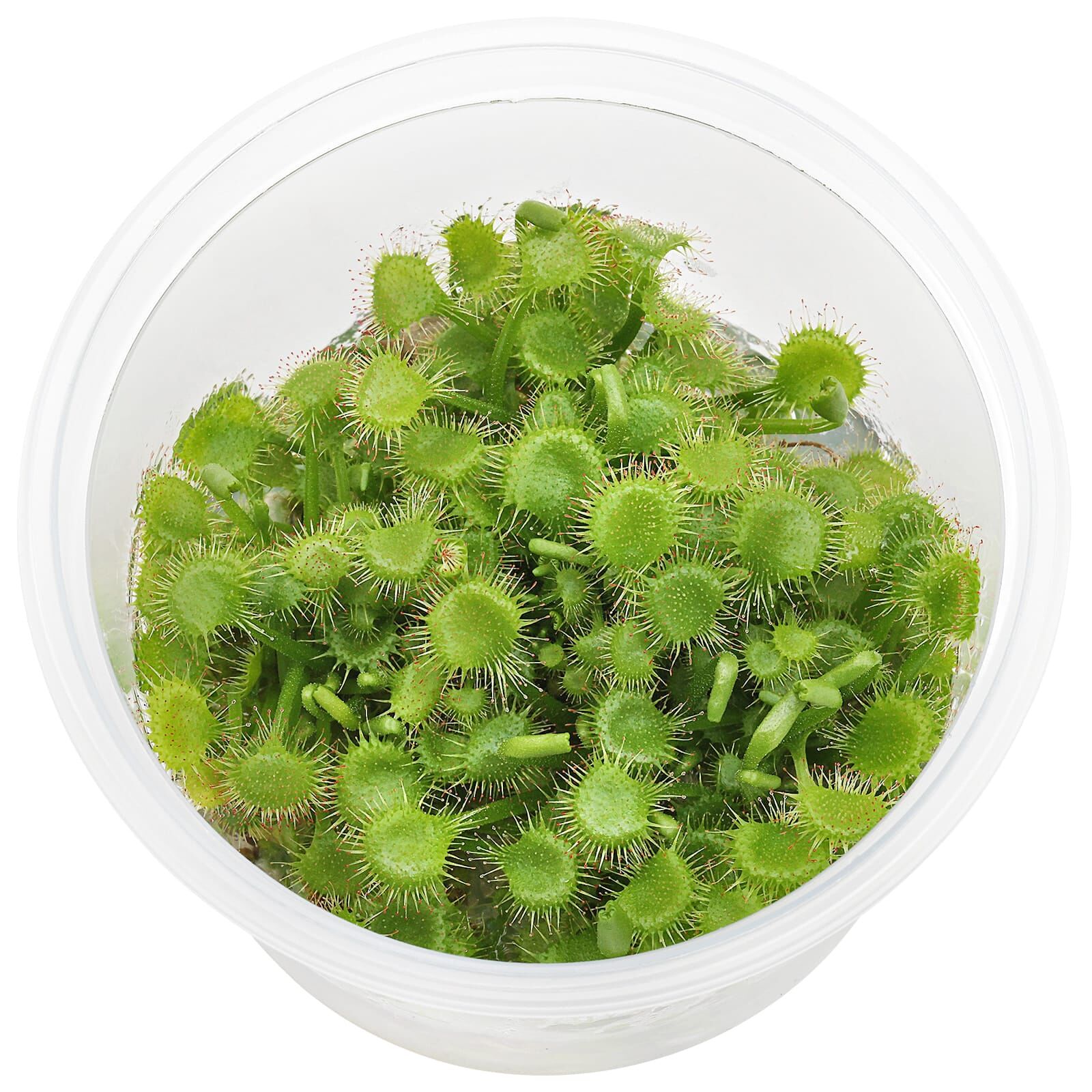 Drosera rotundifolia - in Vitro