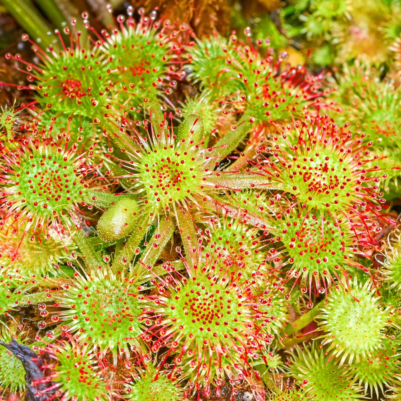 Drosera rotundifolia | Rundblättriger Sonnentau (Fleischfressende Pflanze) - in vitro