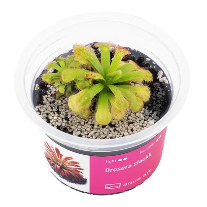 Drosera slackii / Slacks Sonnentau