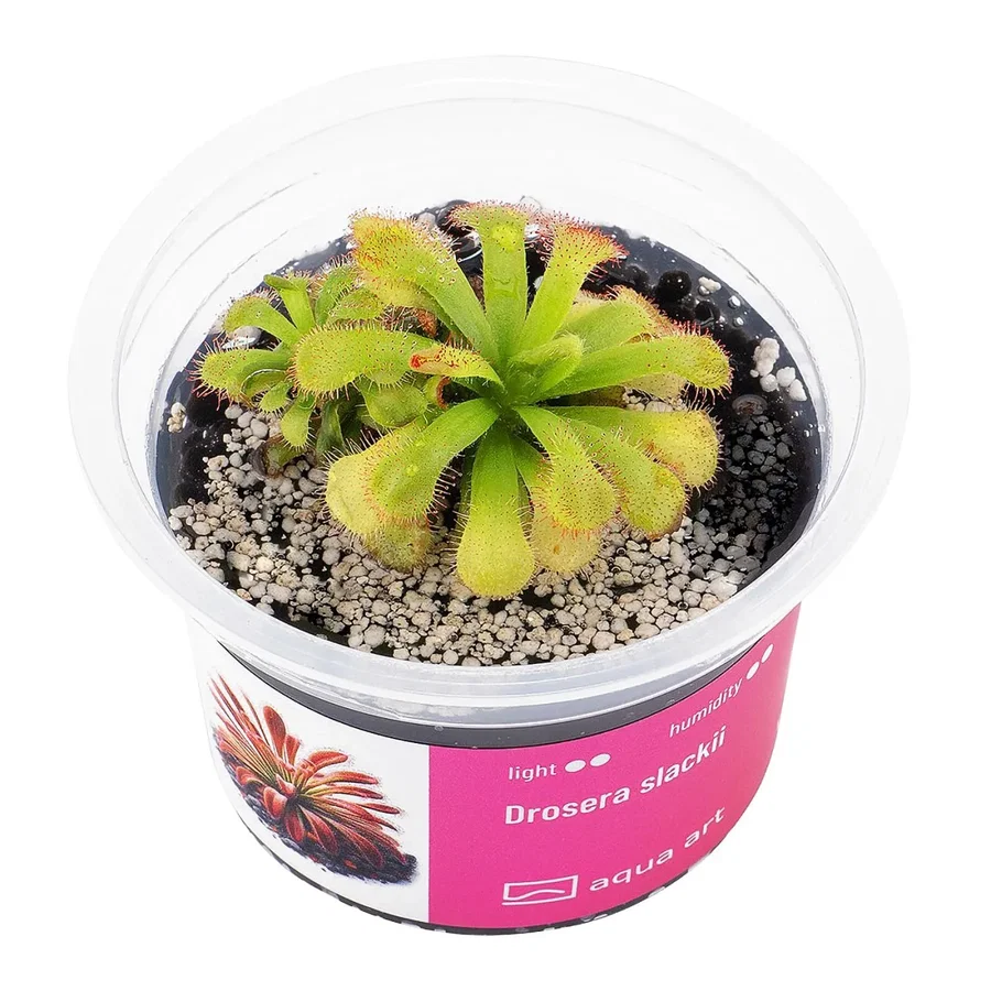 Drosera slackii / Slacks Sonnentau