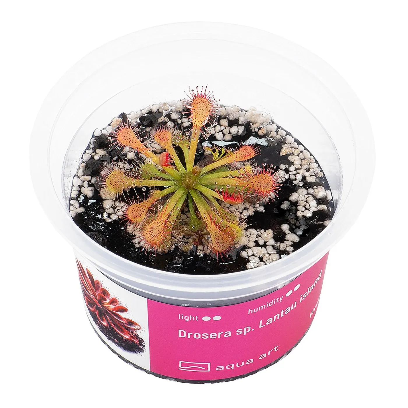 Drosera sp. Lantau island / Lantau Sonnentau