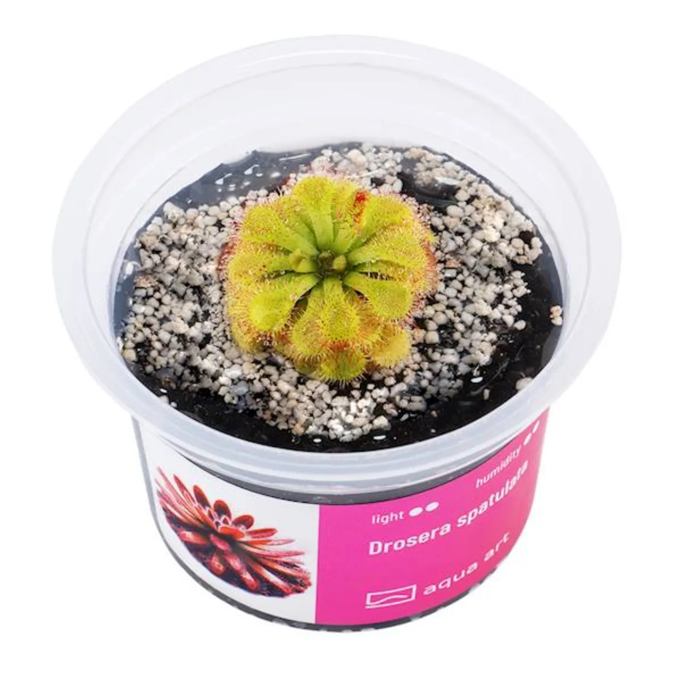 Drosera spatulata / Löffelblättriger Sonnentau