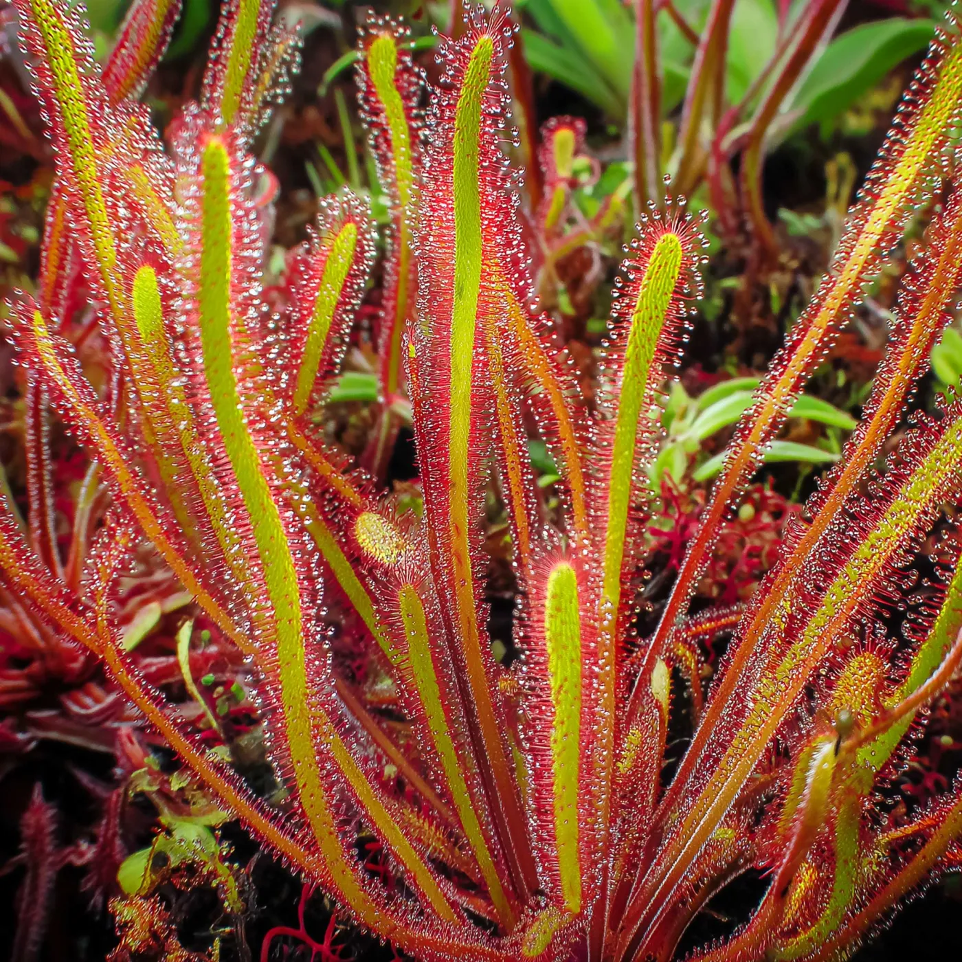 Drosera spiralis | Spiralförmiger Sonnentau (Fleischfressende Pflanze) - in vitro Ø 5,5cm