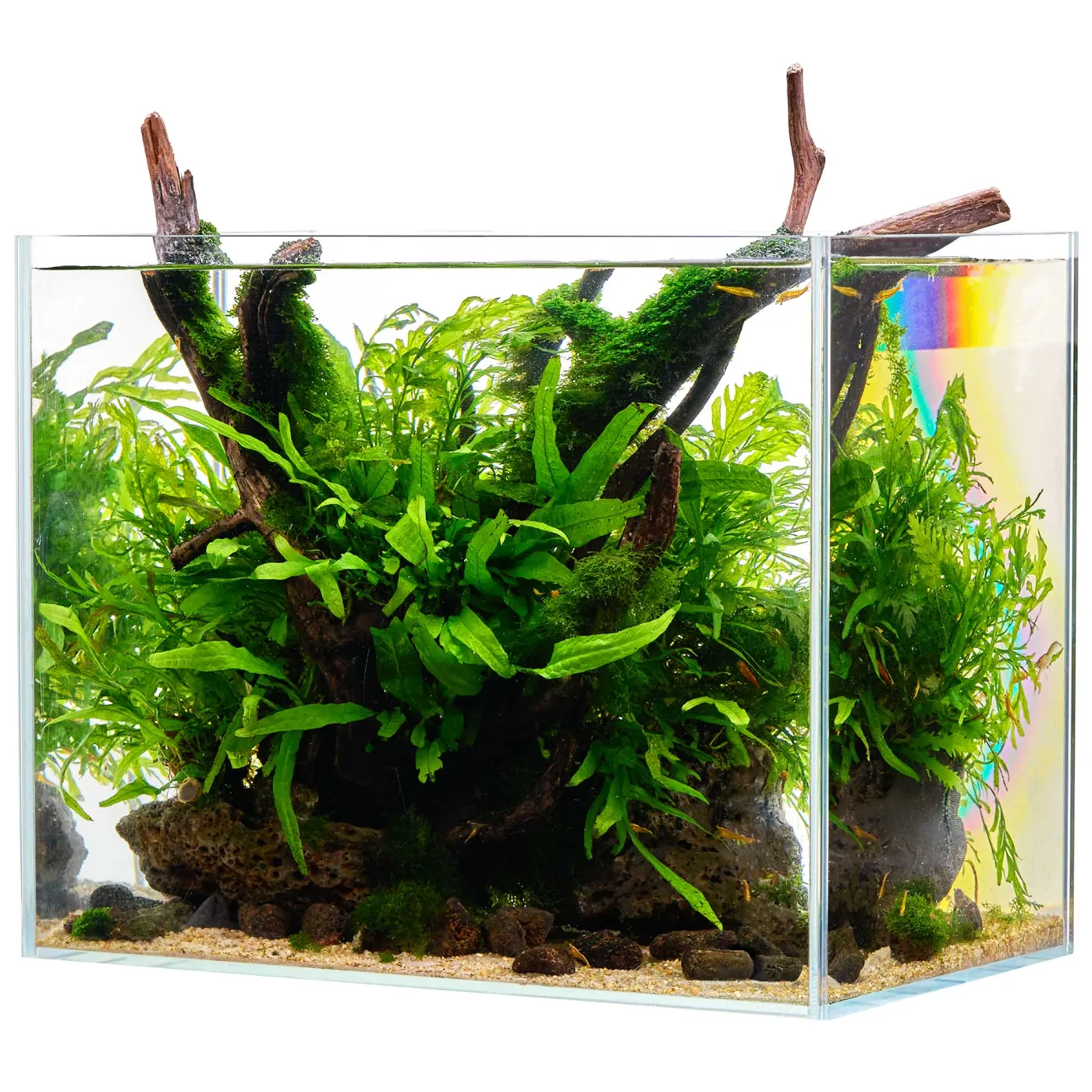 EASY JUNGLE Set | Einfache Aquarienpflanzen & Pflege 10-200 Liter
