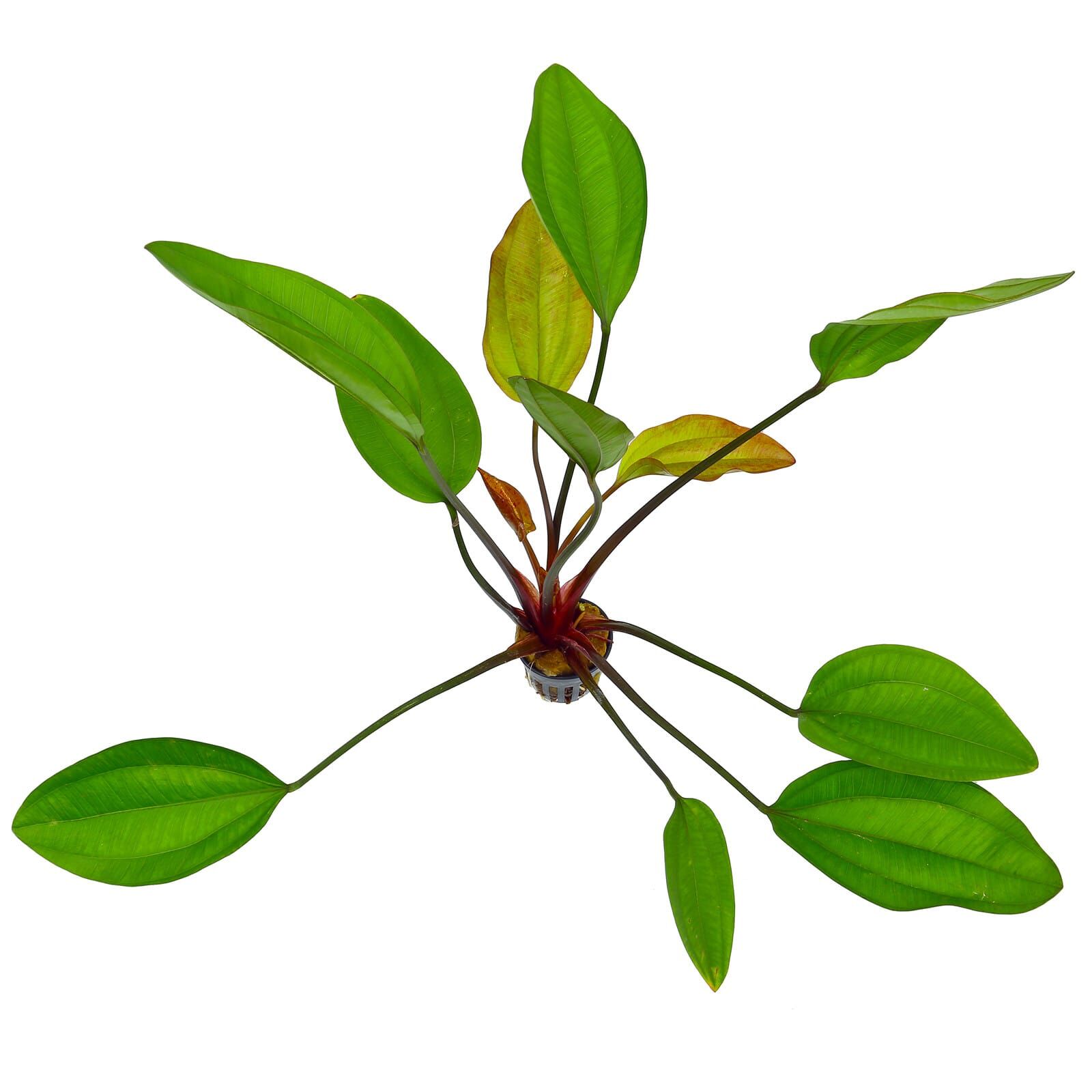 Echinodorus 'Ipica' - Topf