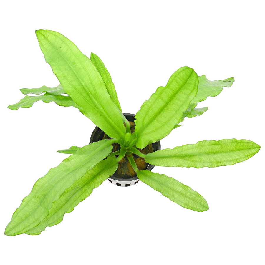 Echinodorus major