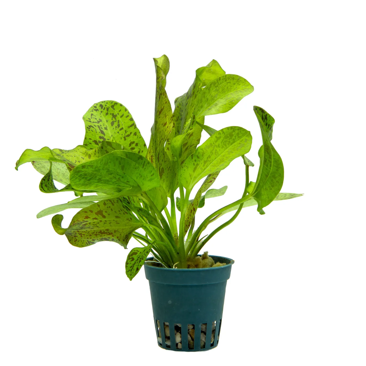 Echinodorus 'Ozelot Green'