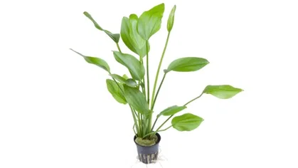 Echinodorus palaefolius