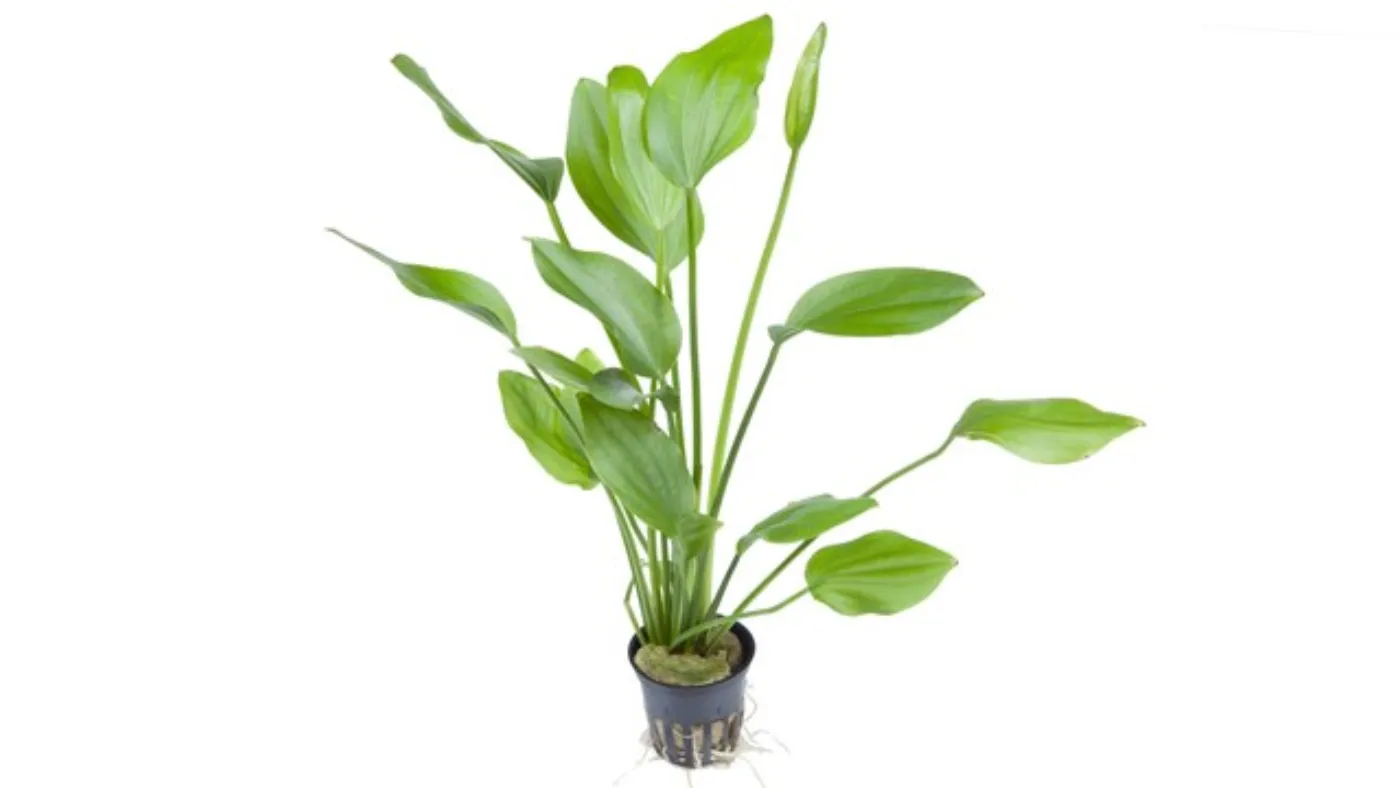 Echinodorus palaefolius