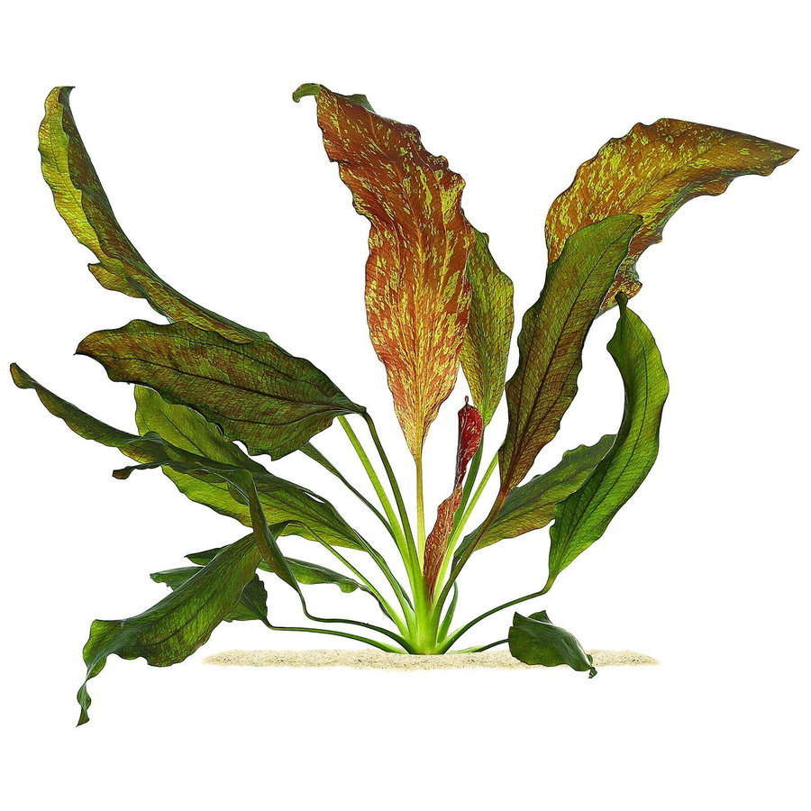 Echinodorus 'Red Flame' - Topf