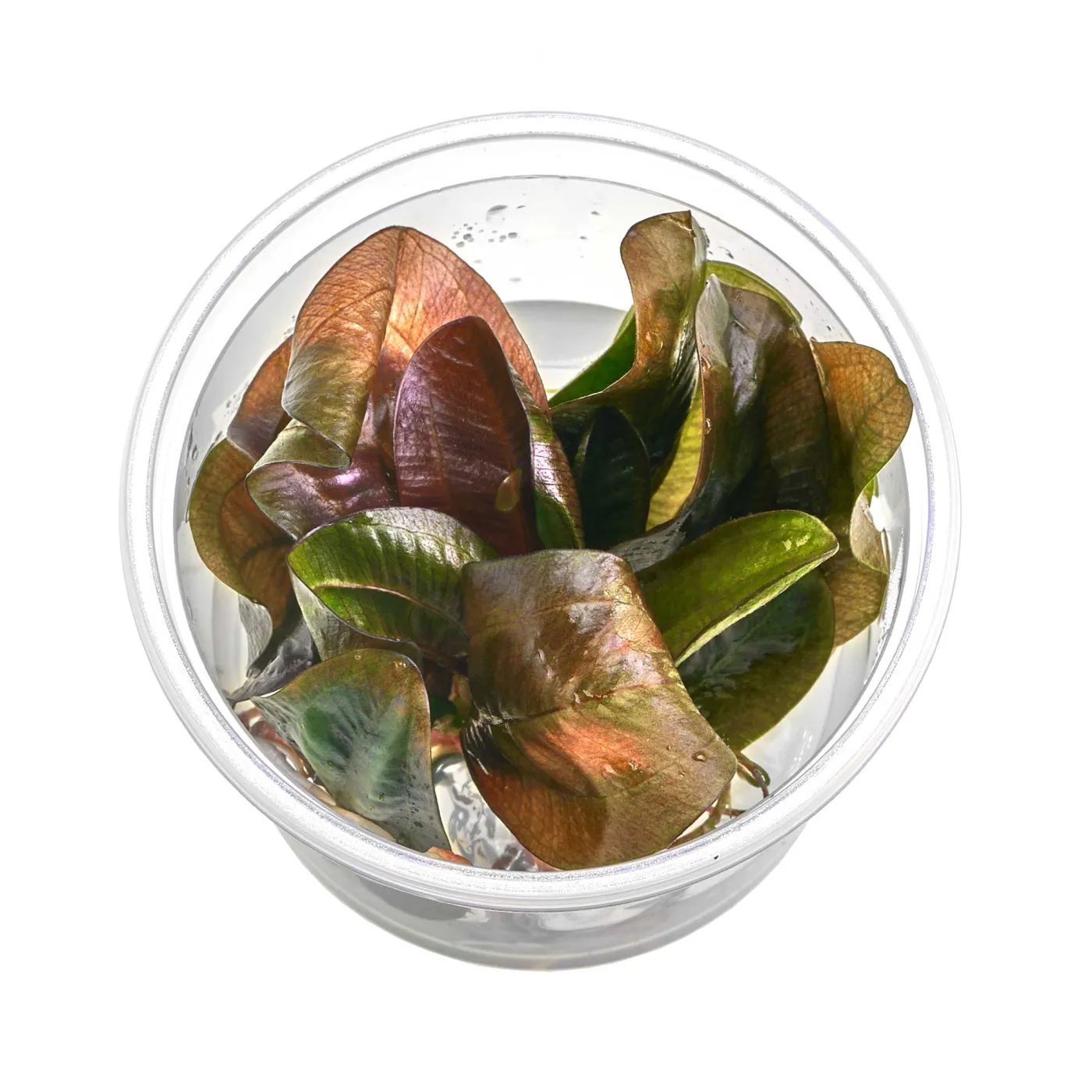 Echinodorus 'Reni' | Reni Schwertpflanze - in vitro