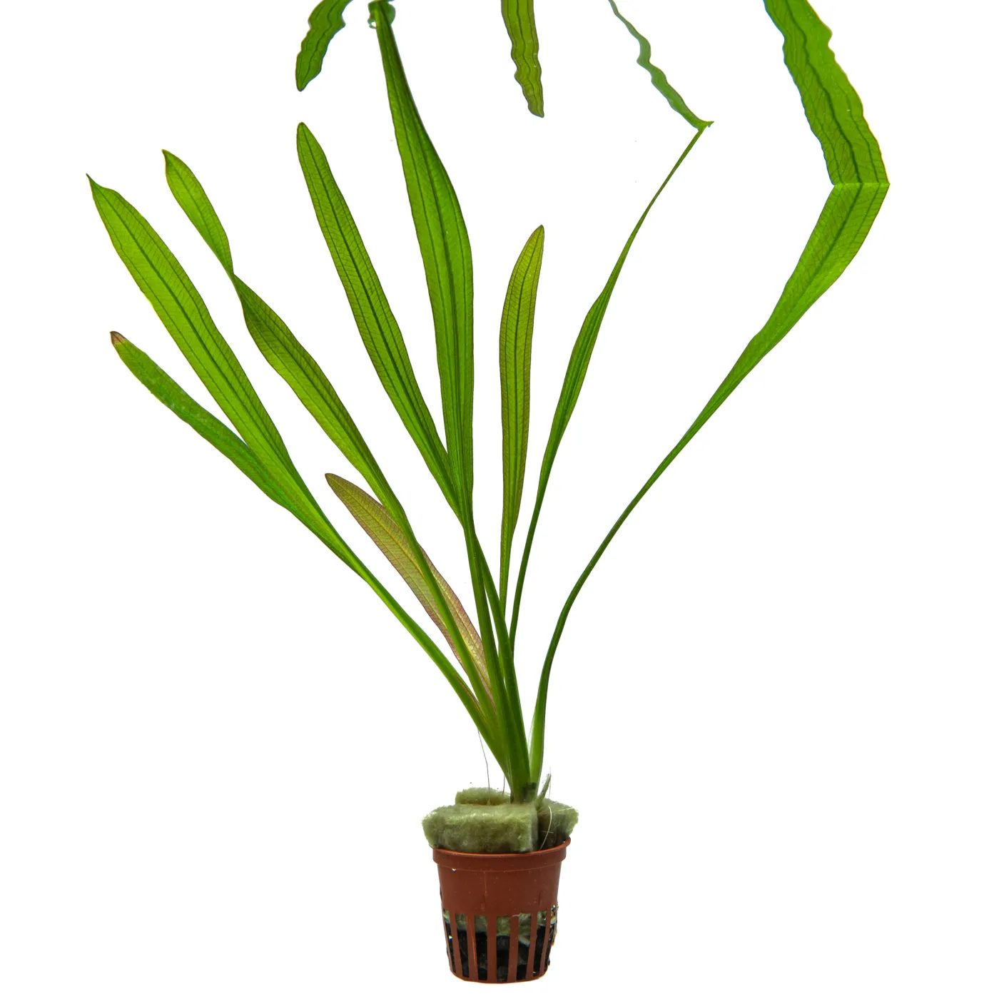 Echinodorus uruguayensis "africanus"