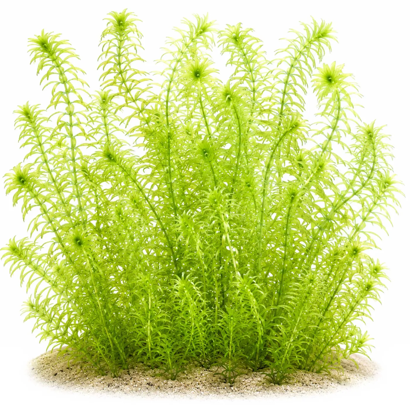 Egeria densa | Dichtblättrige Wasserpest - in vitro