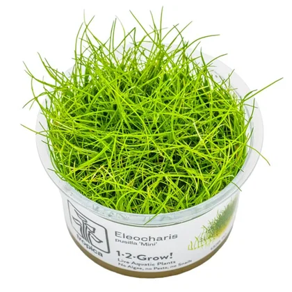 Eleocharis acicularis 'Mini' / Eleocharis pusilla