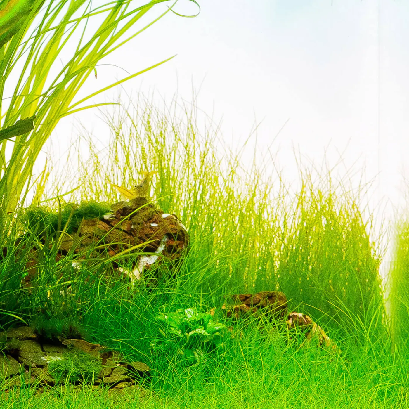 Eleocharis acicularis | "Nadelsimse" - in vitro