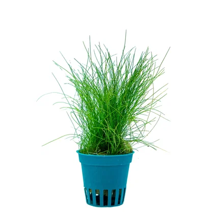 Eleocharis acicularis