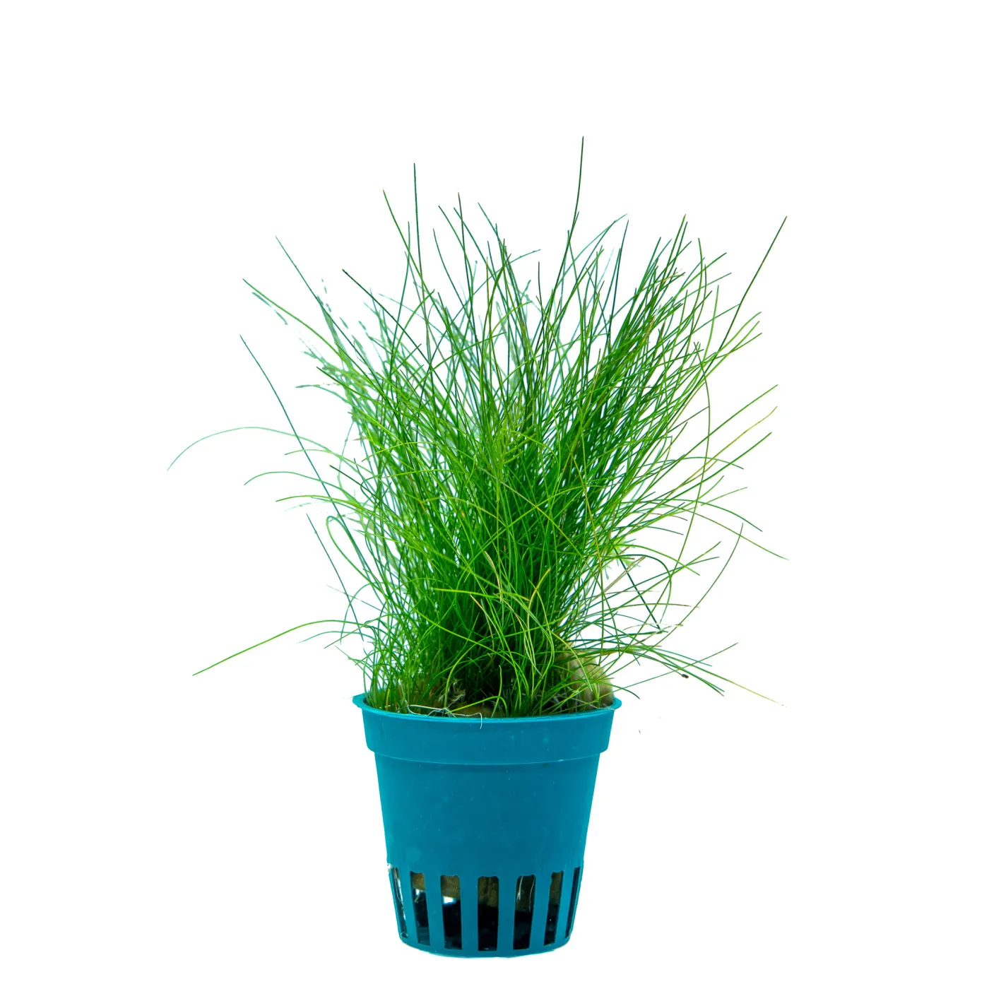 Eleocharis acicularis