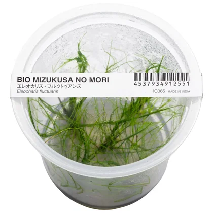 Eleocharis fluctuans