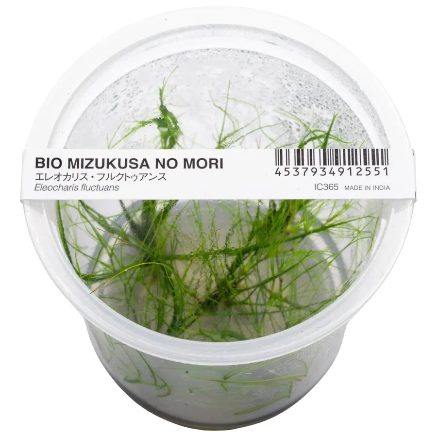 Eleocharis fluctuans